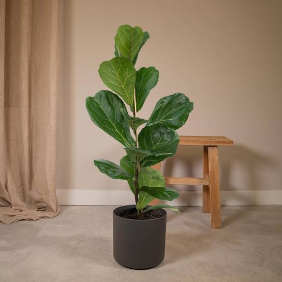 La Green Touch - Ficus Lyrata 75cm - Plante d'intérieur- La Green Touch - Image 5
