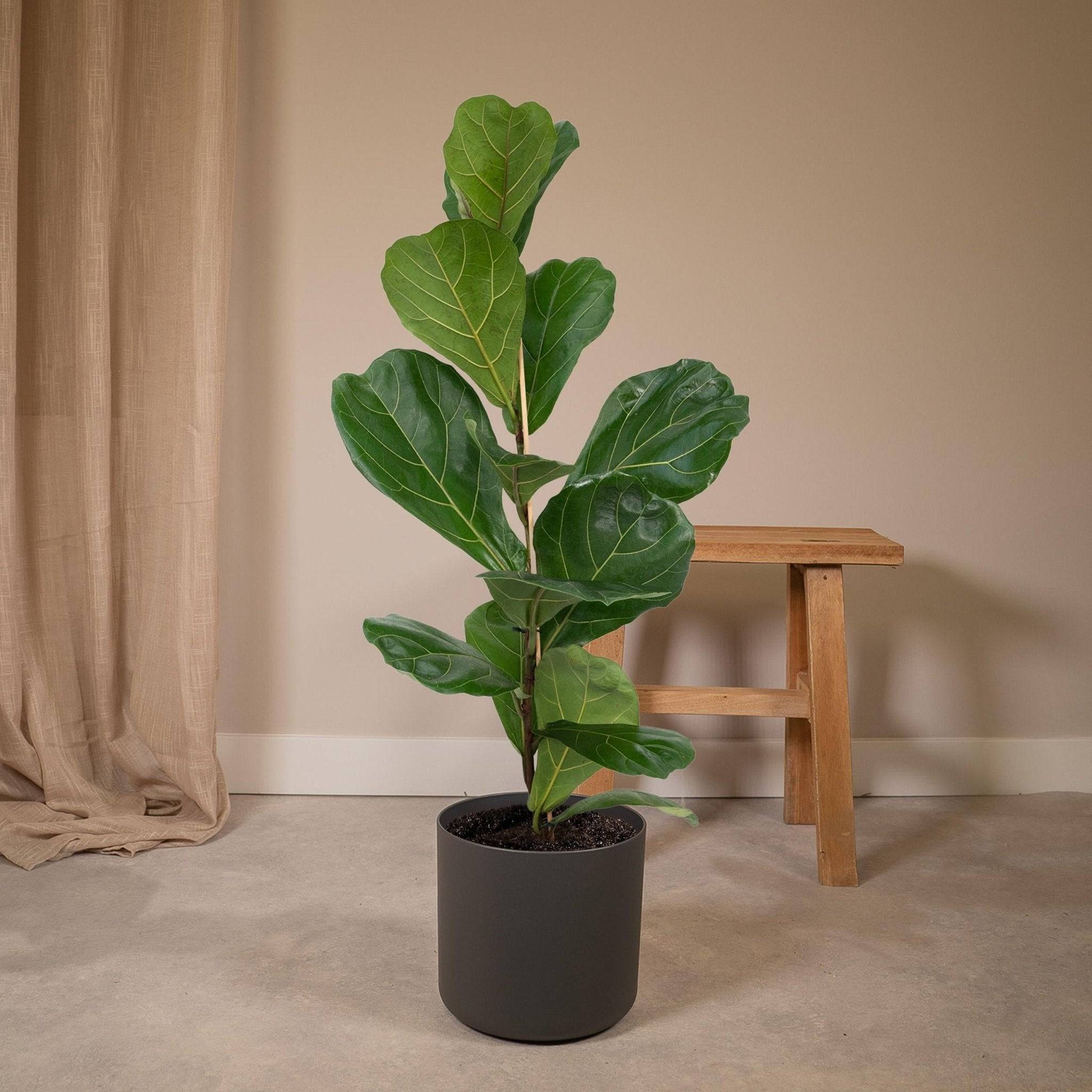 La Green Touch - Ficus Lyrata 75cm - Plante d'intérieur- La Green Touch - Image 5