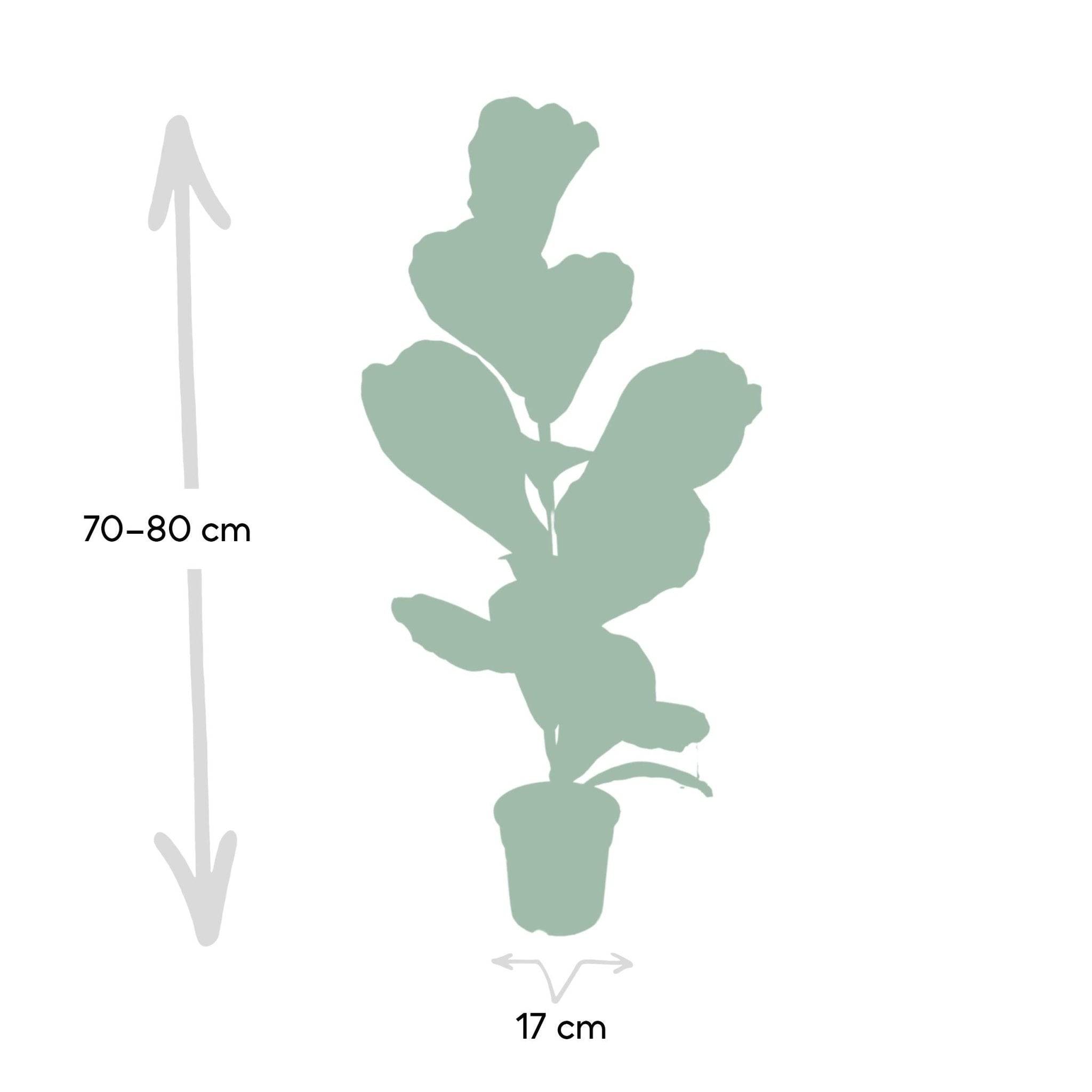 La Green Touch - Ficus Lyrata 75cm - Plante d'intérieur- La Green Touch - Image 6