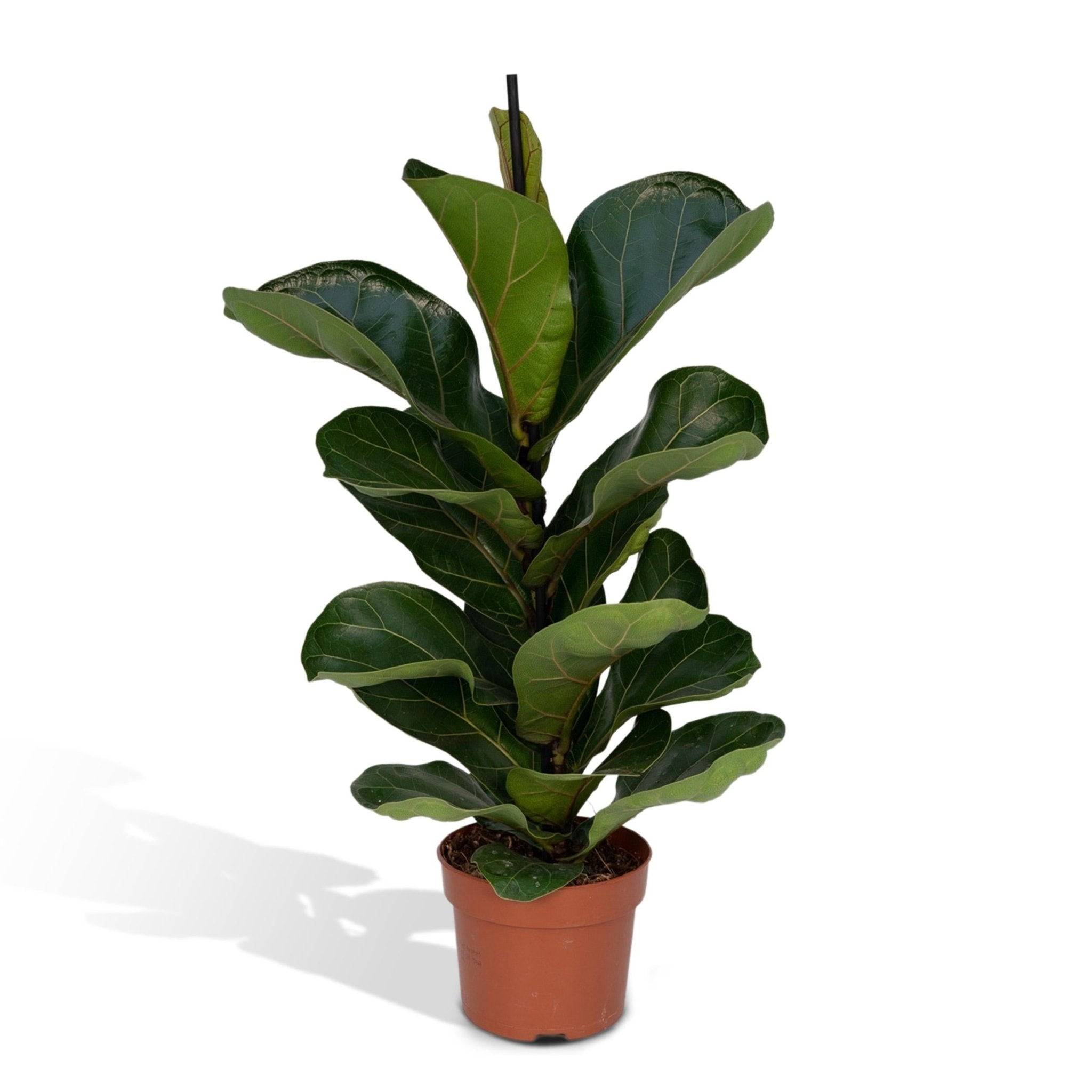 La Green Touch - Ficus Lyrata 75cm - Plante d'intérieur- La Green Touch - Image 1