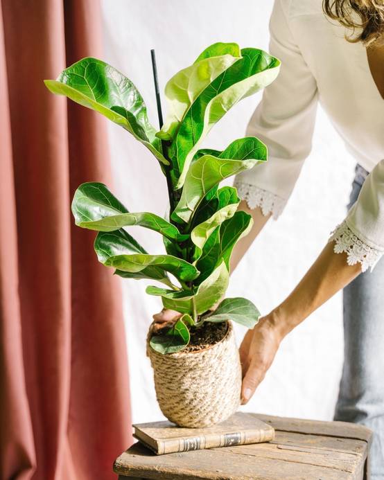 La Green Touch - Ficus Lyrata 75cm - Plante d'intérieur- La Green Touch - Image 2