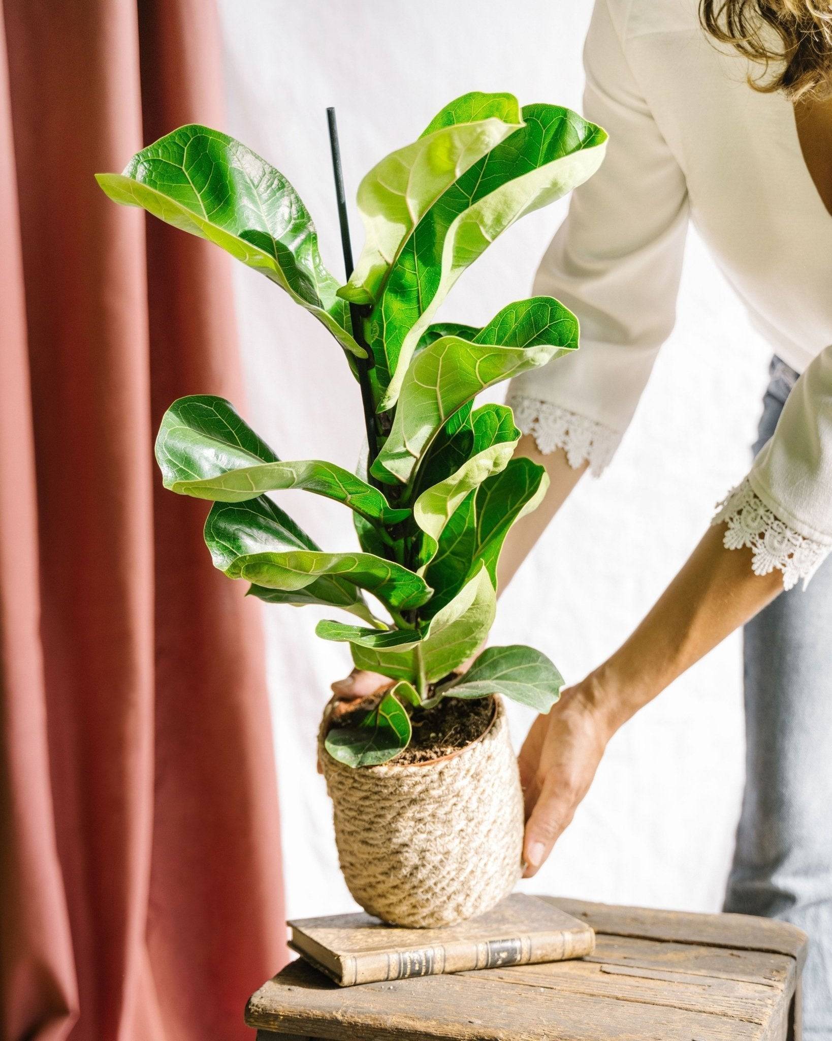 La Green Touch - Ficus Lyrata 75cm - Plante d'intérieur- La Green Touch - Image 2