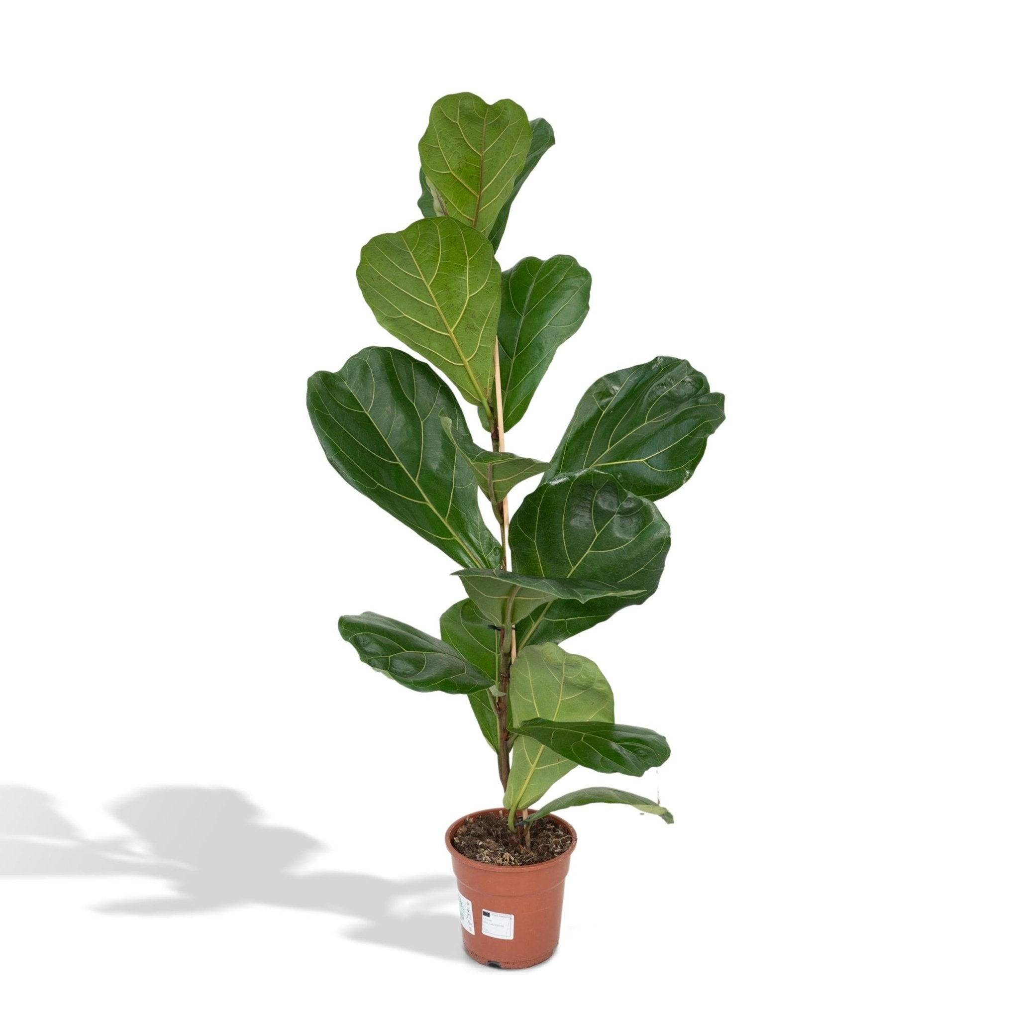 La Green Touch - Ficus Lyrata 75cm - Plante d'intérieur- La Green Touch - Image 4