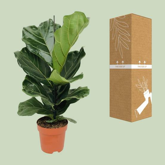 La Green Touch - Ficus Lyrata 75cm - Plante d'intérieur- La Green Touch - Image 3