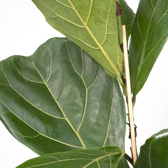 La Green Touch - Ficus Lyrata 75cm - Plante d'intérieur- La Green Touch - Image 3