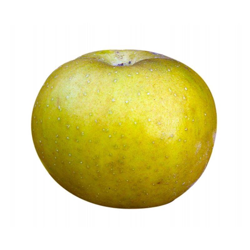 Pommier 'Patte de Loup' (Malus domestica 'Patte de Loup') - Scion de 100cm - Pépinières Naudet - Image 1