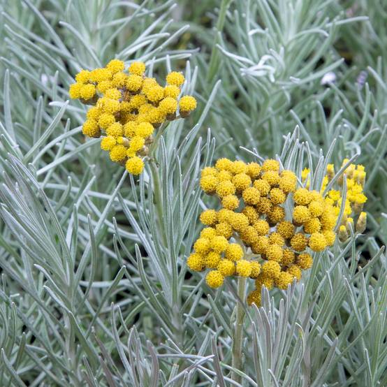 Helichrysum angustifolium Tall Curry - Plante curry Godet de 8/9 cm