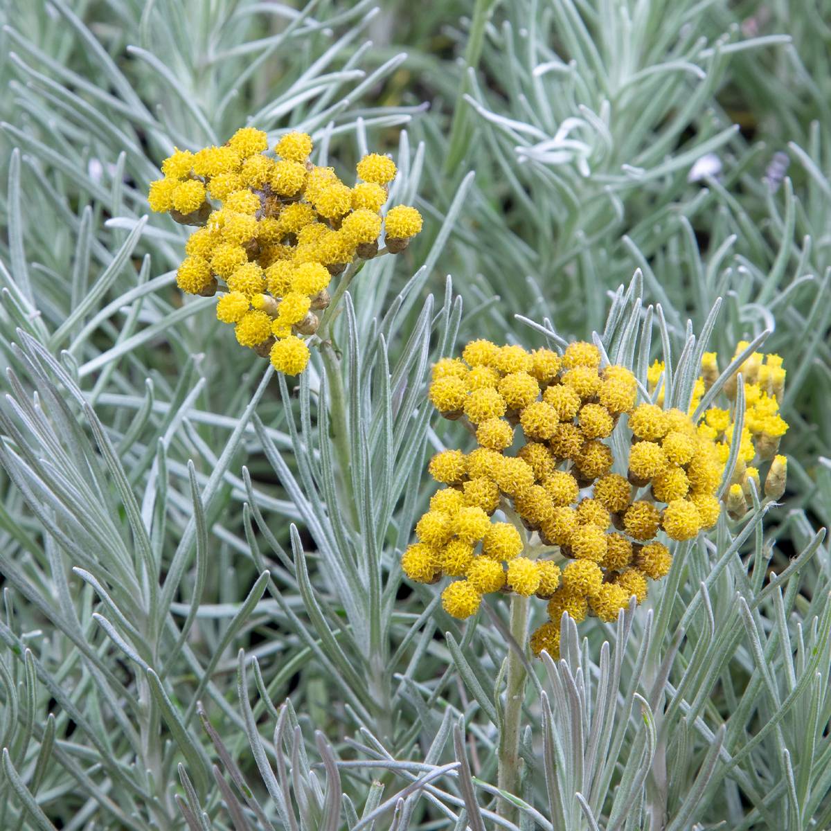 Helichrysum angustifolium Tall Curry - Plante curry Godet de 8/9 cm