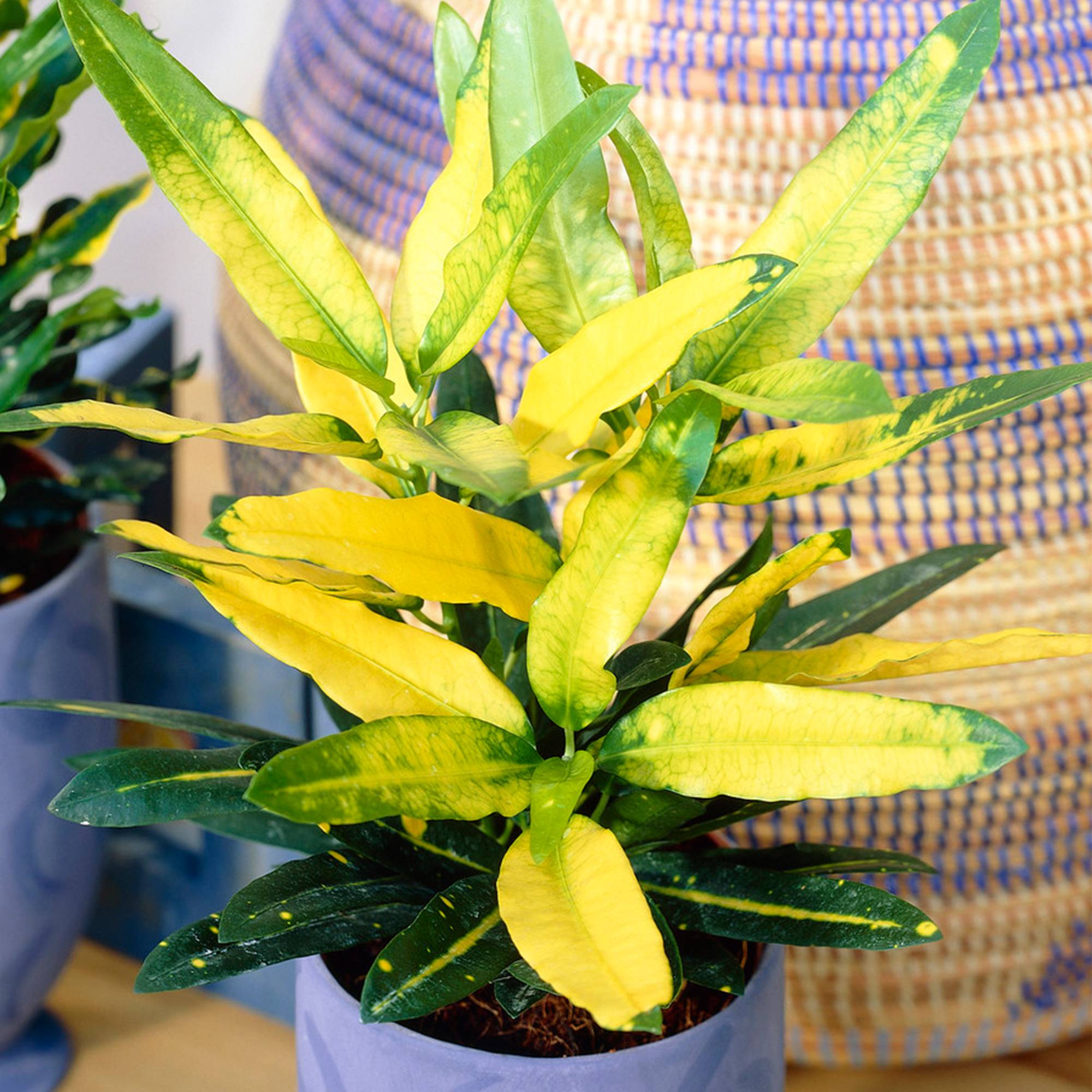 Gardenersdream - Codiaeum Panaché Sunny Star | Plante Croton À Vendre (De 30 À 40 Cm Pot Inclus) - GardenersDream