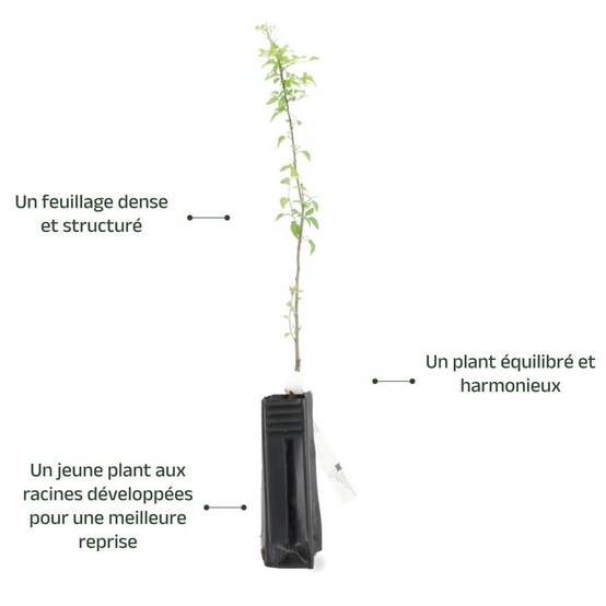 Prunier myrobolan (Prunus cerasifera) - Godet - Taille 20/40cm - Pépinières Naudet - Image 5