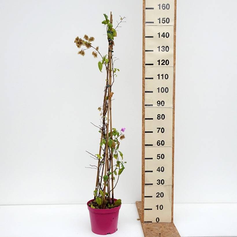 Promesse de Fleurs - Bougainvillier Violet de Mèze Pot de 7,5L/10L - Image 3