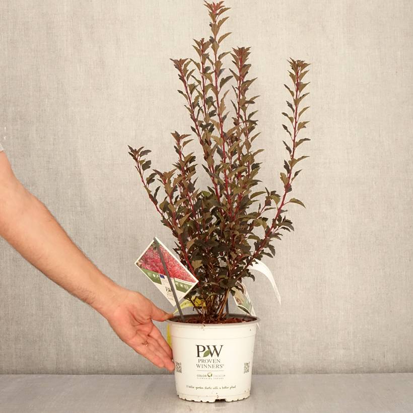 Physocarpus opulifolius Tiny Wine Proven Winners - Physocarpe Pot de 3L/4L - Image 2