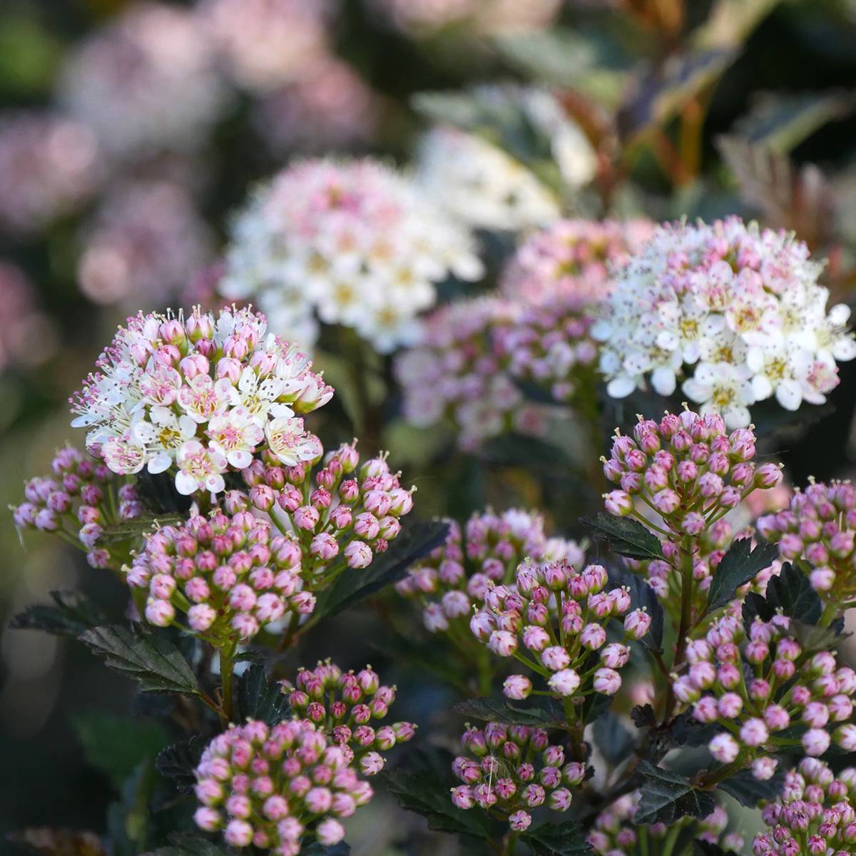 Physocarpus opulifolius Tiny Wine Proven Winners - Physocarpe Pot de 3L/4L - Image 1