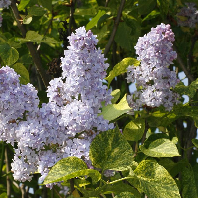 Promesse de Fleurs - Lilas - Syringa vulgaris Aucubaefolia Godet de 8/9 cm