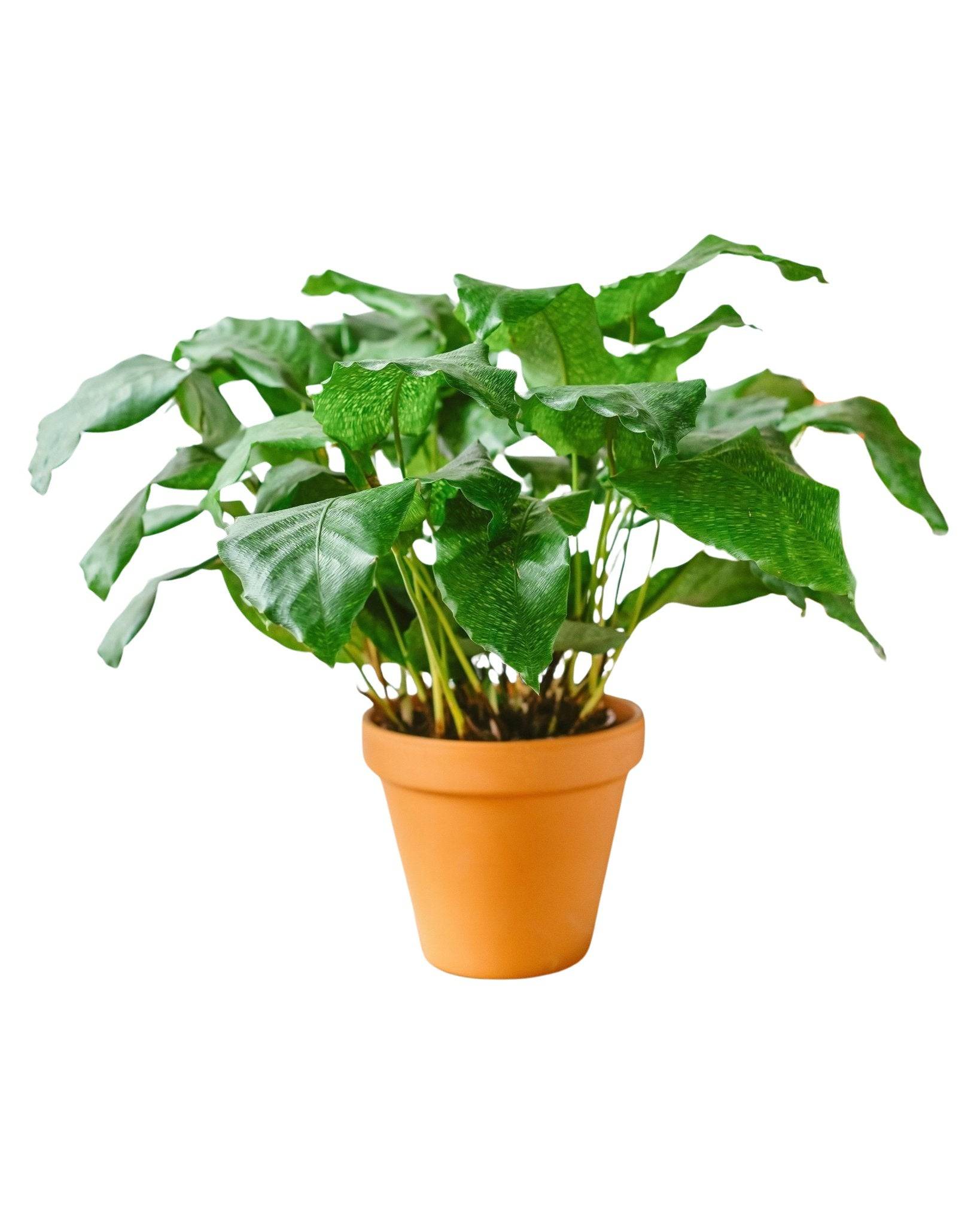 La Green Touch - Calathea Musaica 30cm - Plante d'intérieur- La Green Touch - Image 1