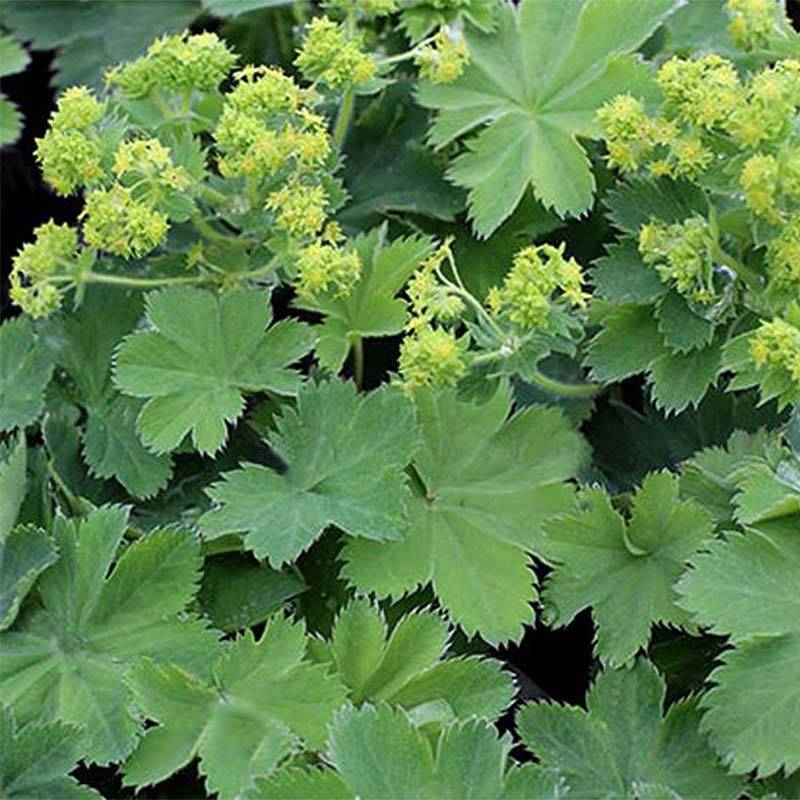 Promesse de Fleurs - Alchemilla sericata Gold Strike - Alchemille Godet de 8/9 cm