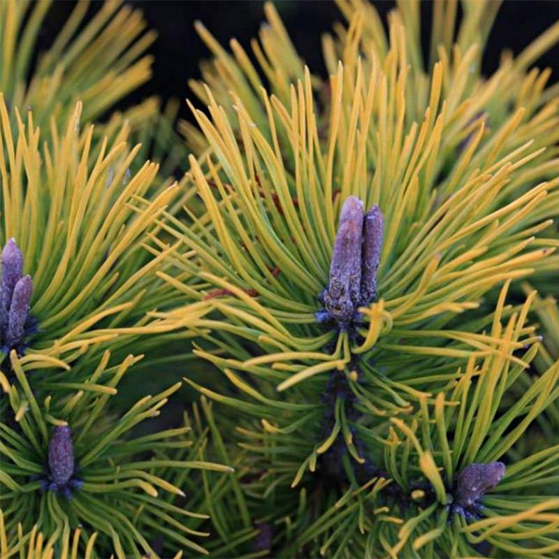 Promesse de Fleurs - Pinus mugo Golden Glow - Pin de montagne                          Pot de 3L/4L