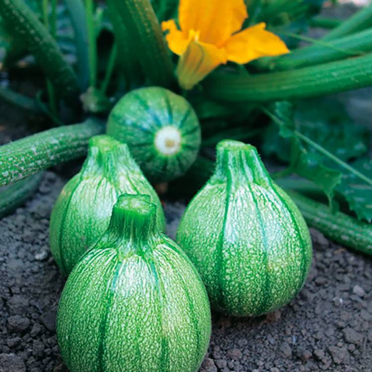 Plant de courgette boldenice pot 0,5 l
