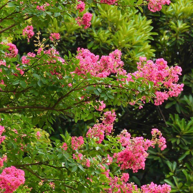 Lilas des Indes 'Berlingot Menthe' (Lagerstroemia indica 'Berlingot Menthe') - Godet 9cm - Pépinières Naudet - Image 2