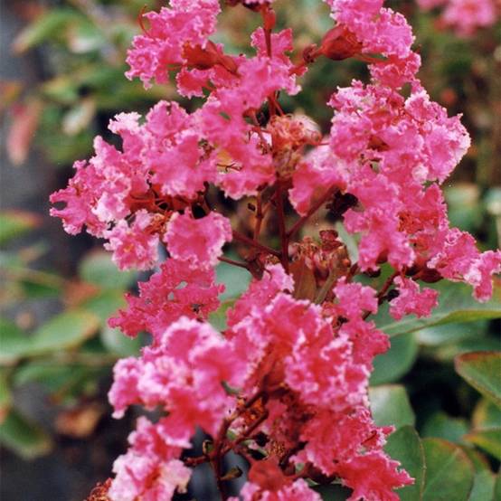 Lilas des Indes 'Berlingot Menthe' (Lagerstroemia indica 'Berlingot Menthe') - Godet 9cm - Pépinières Naudet - Image 1
