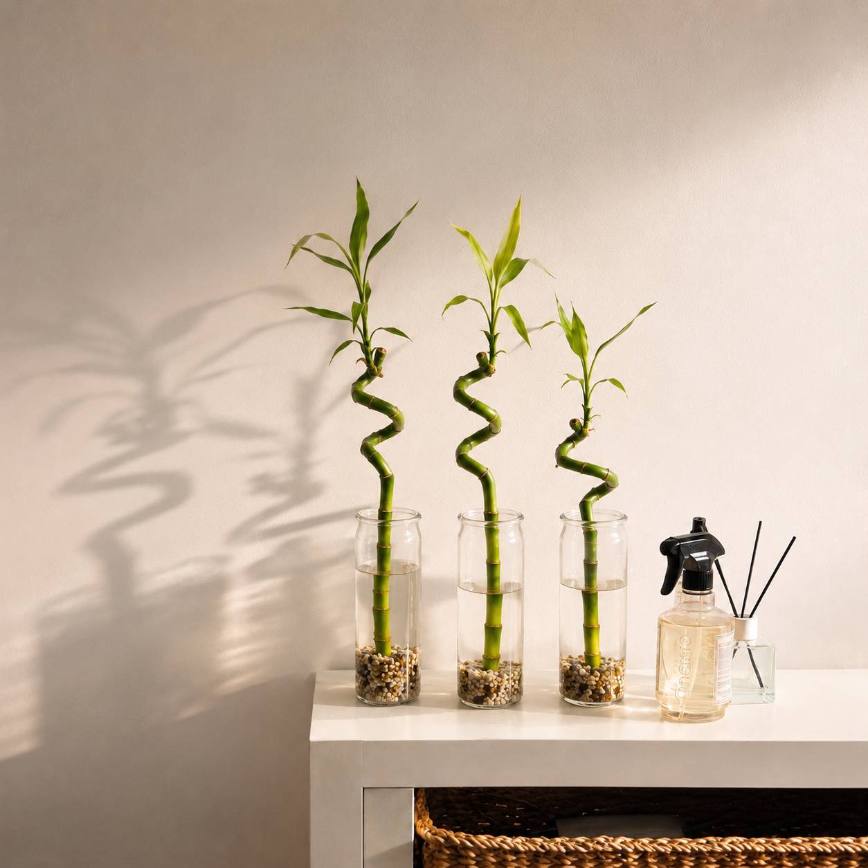 Lucky Bamboo Lot de 30 avec Cartes - Dracaena Sanderiana - Cadeau 40-45 cm - Image 7