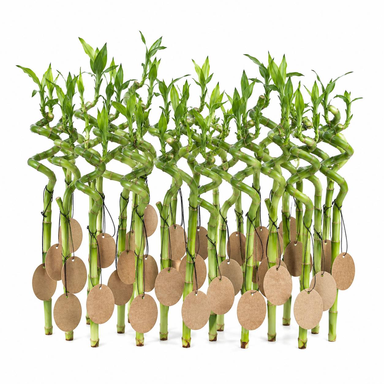 Lucky Bamboo Lot de 30 avec Cartes - Dracaena Sanderiana - Cadeau 40-45 cm