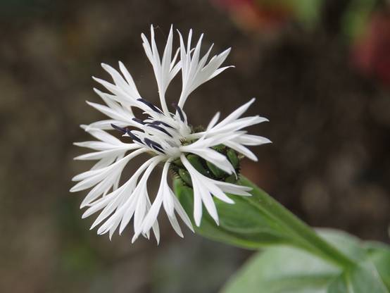 Bleuet des montagnes blanc - Centaurée montana Alba Godet de 8/9 cm - Image 3