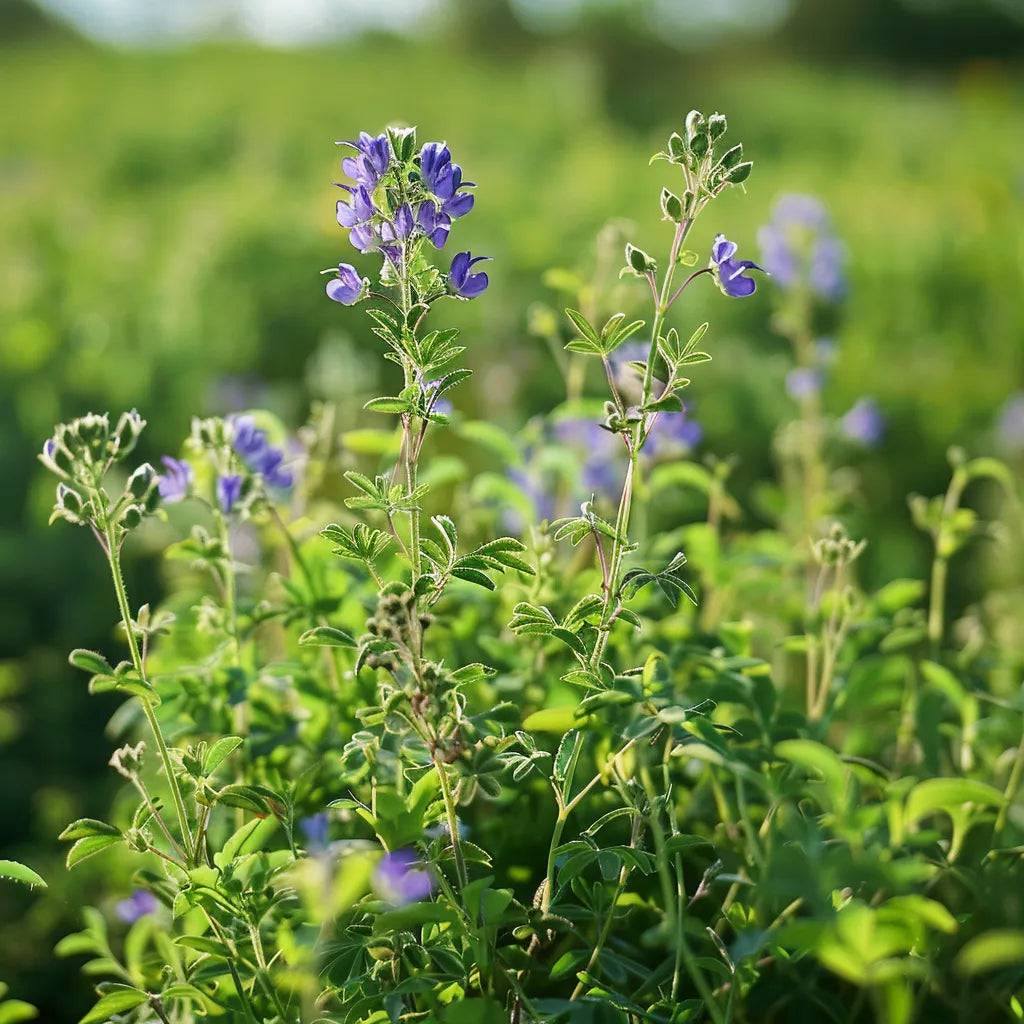 1500 Graines de Luzerne (Medicago sativa) - SemiSauvage Permaculture - Image 2