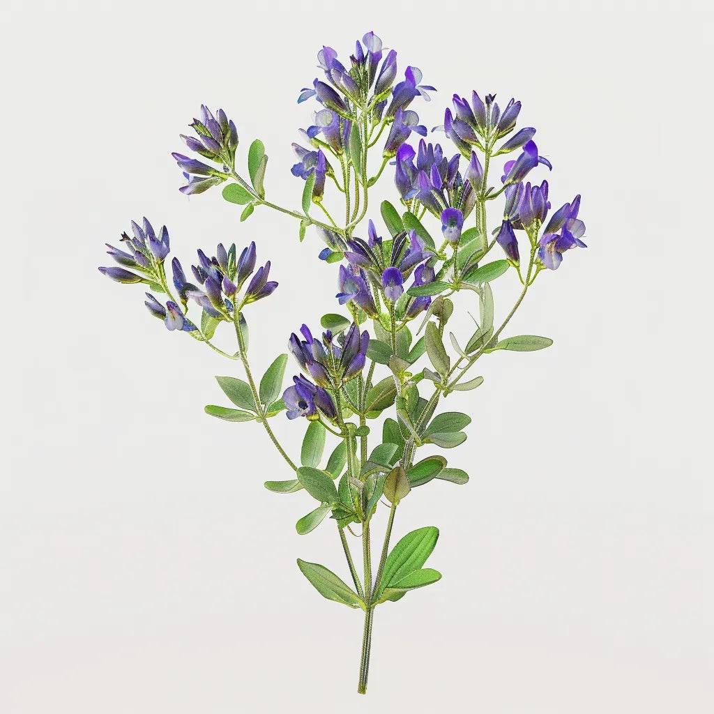 1500 Graines de Luzerne (Medicago sativa) - SemiSauvage Permaculture - Image 1