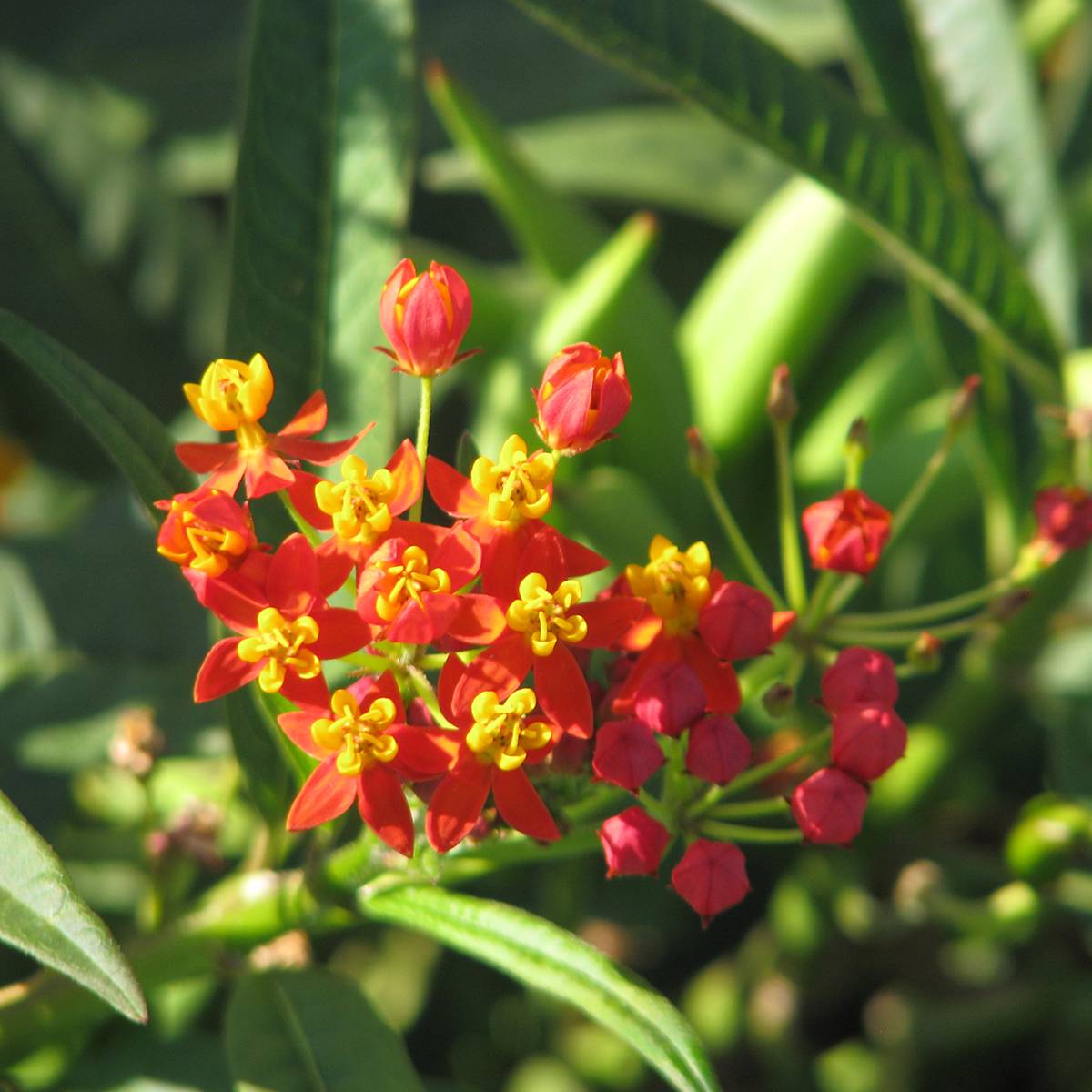Graines d'Asclepias Red Butterfly - Asclépiade de Curaçao le sachet de 50 graines environ (0,12g)