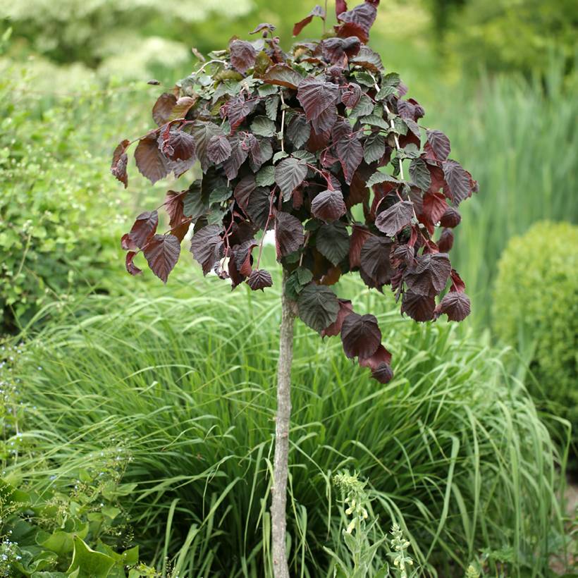 Noisetier Purple Umbrella - Corylus avellana Pot de 12L/15L