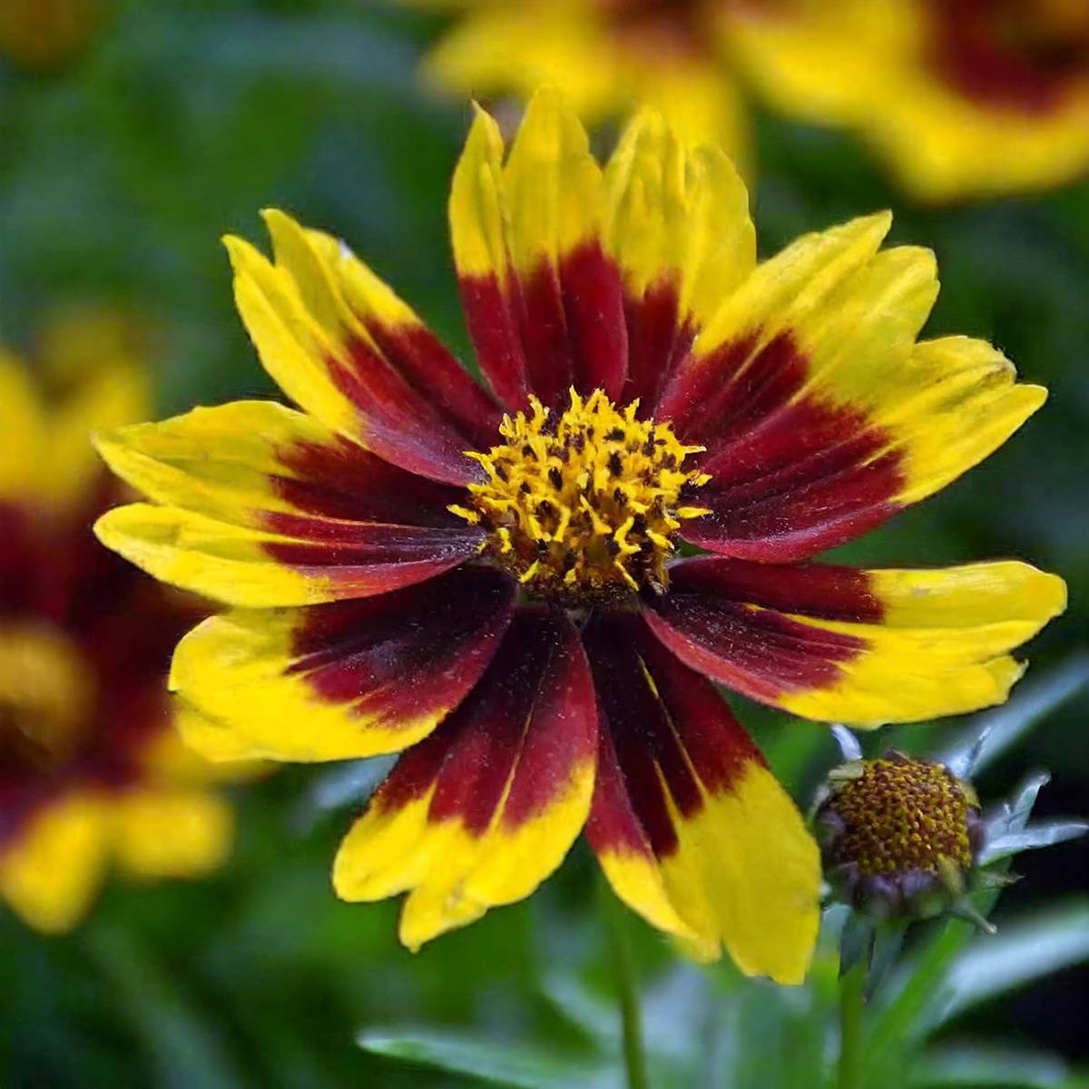 Coreopsis grandiflora Golden Stardust Pot de 1,5L/2L