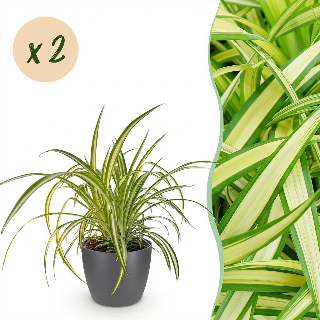 Chlorophytum comosum Variegatum - Pet-friendly - Plante araignée - Pot de 12cm - Hauteur 20-30cm - 2 plantes - Gris - Plantes d'intérieur - Image 1