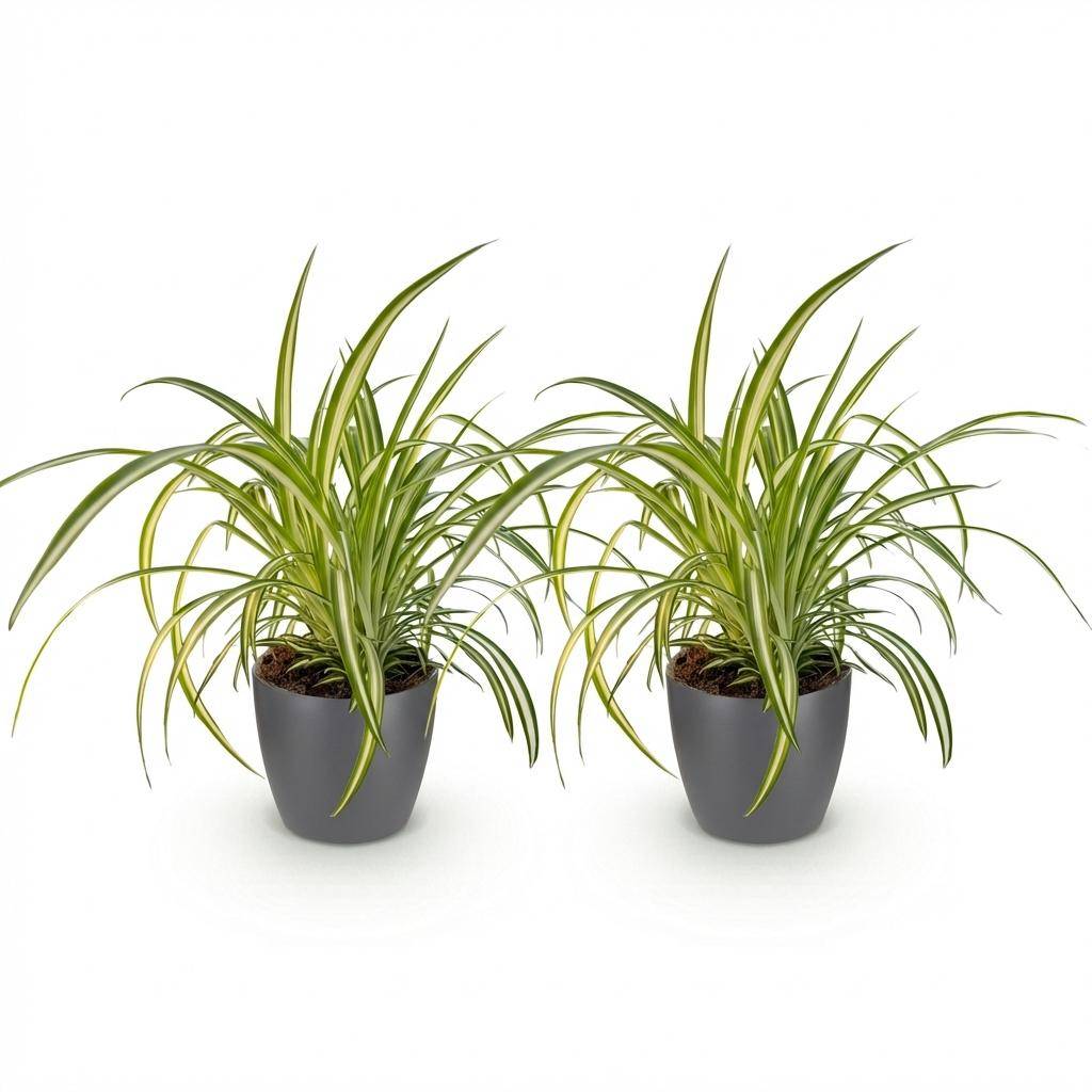 Chlorophytum comosum Variegatum - Pet-friendly - Plante araignée - Pot de 12cm - Hauteur 20-30cm - 2 plantes - Gris - Plantes d'intérieur - Image 2