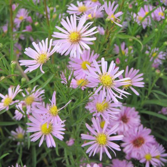 Promesse de Fleurs - Aster hybride Pink Star - Aster rose Godet de 8/9 cm