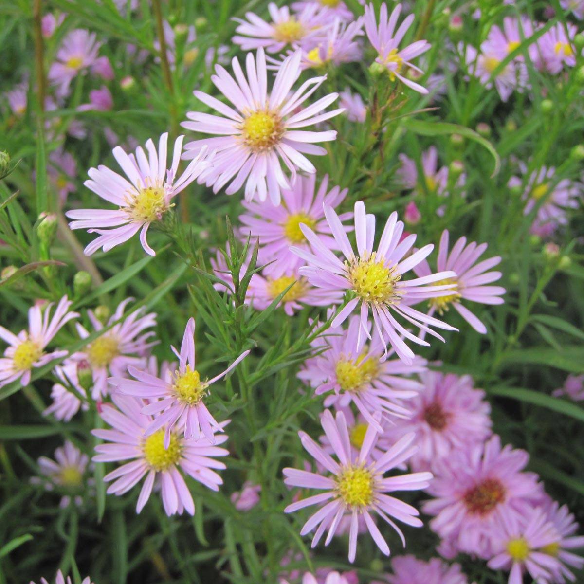 Promesse de Fleurs - Aster hybride Pink Star - Aster rose Godet de 8/9 cm