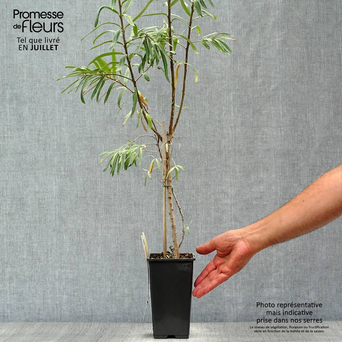 Hippophae rhamnoides Leikora - Argousier femelle Pot de 1,5L/2L - Image 2