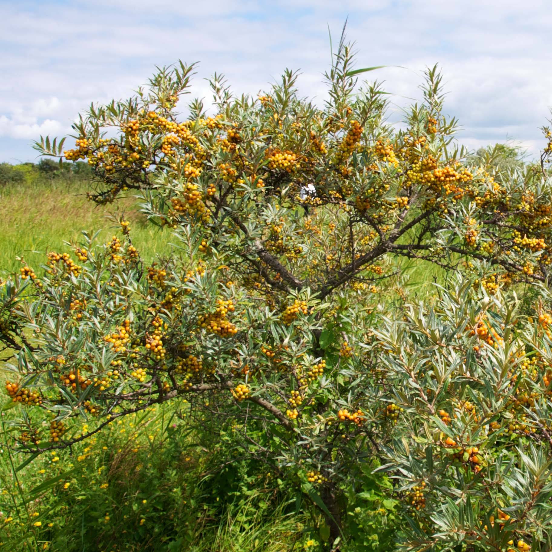 Hippophae rhamnoides Leikora - Argousier femelle Pot de 1,5L/2L - Image 1