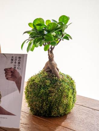 Kit Kokedama - Ficus- La Green Touch