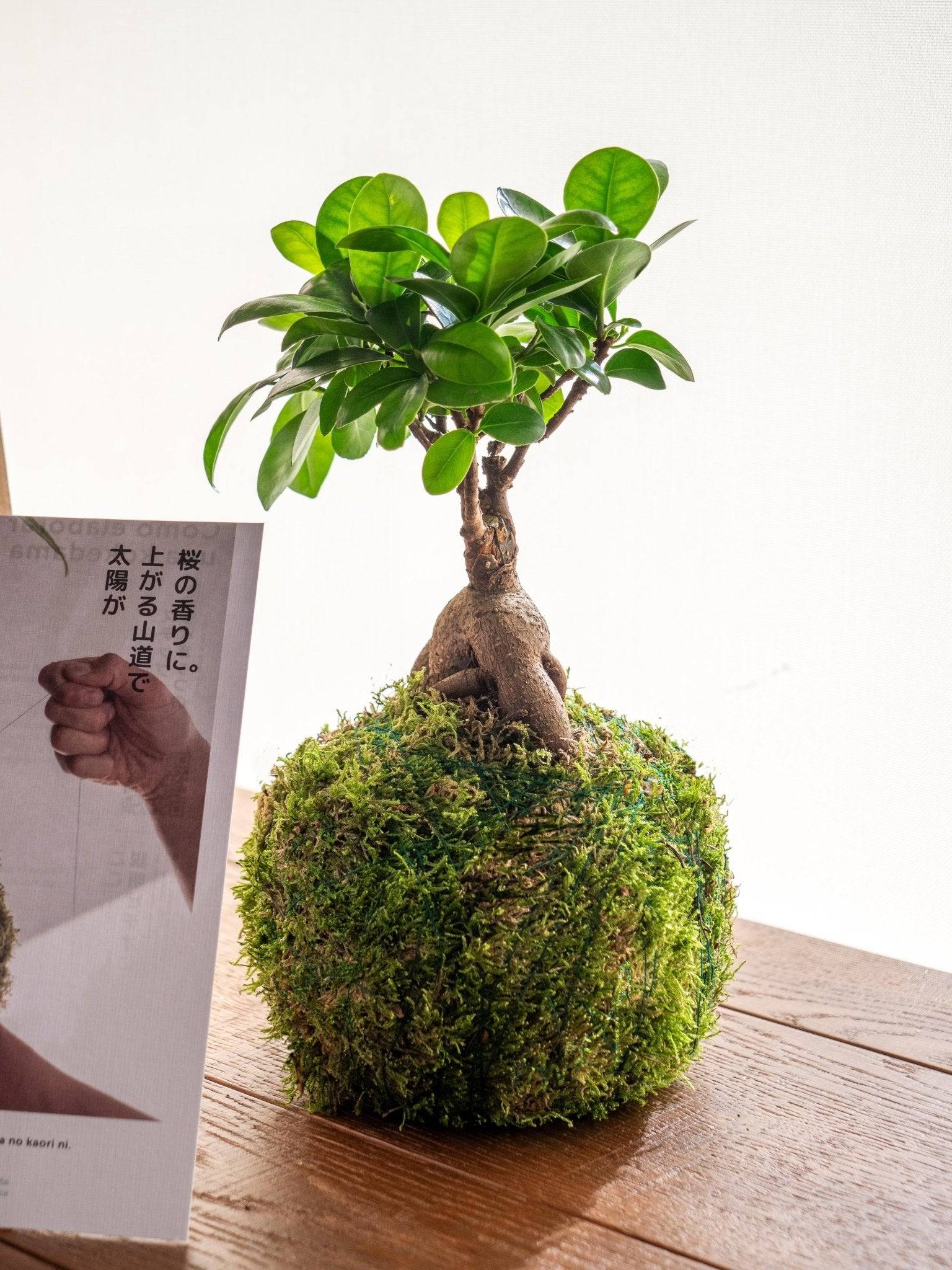 Kit Kokedama - Ficus- La Green Touch - Image 1