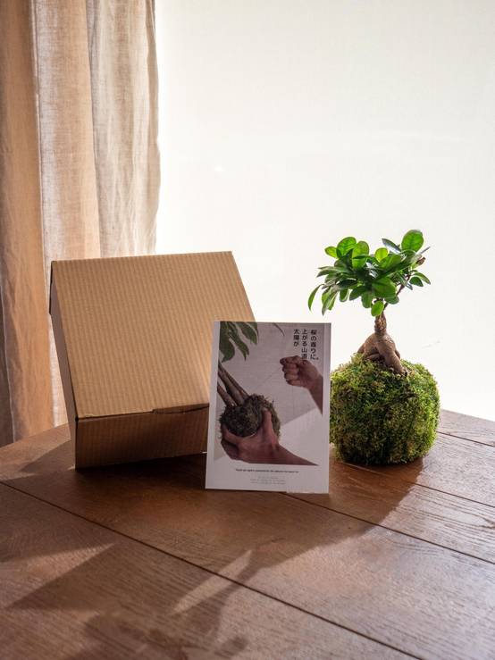 Kit Kokedama - Ficus- La Green Touch - Image 2