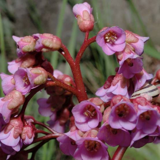 Bergenia schmidtii - Plante des savetiers Godet de 8/9 cm