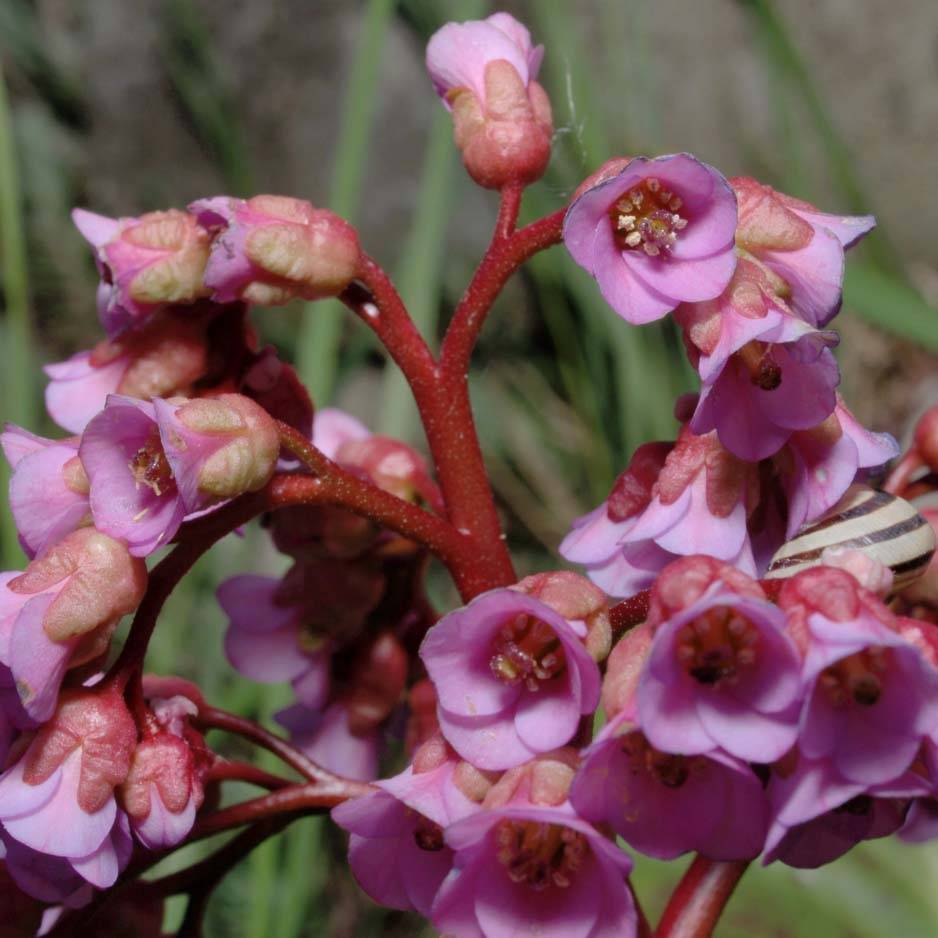 Bergenia schmidtii - Plante des savetiers Godet de 8/9 cm