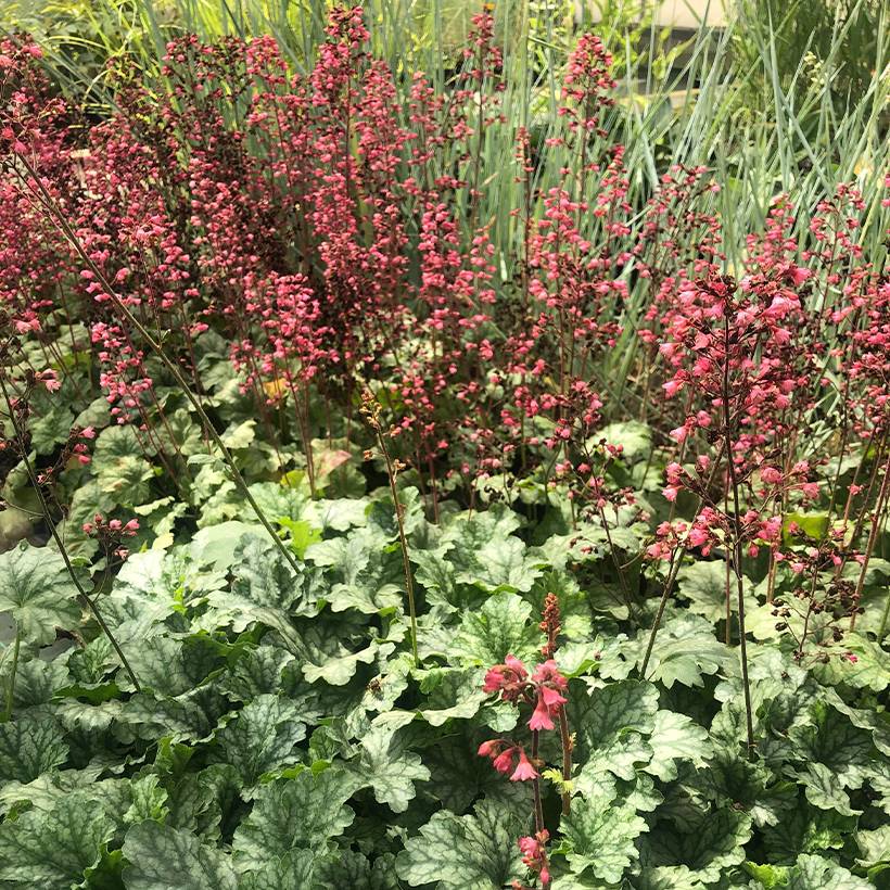 Promesse de Fleurs - Heuchère - Heuchera Paris Godet de 8/9 cm