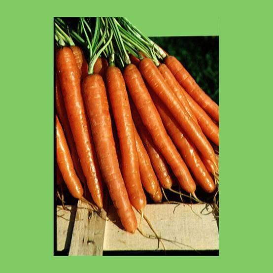Promesse de Fleurs - Carotte Nantaise améliorée - Daucus carota le sachet de 3600 graines environ (5g)