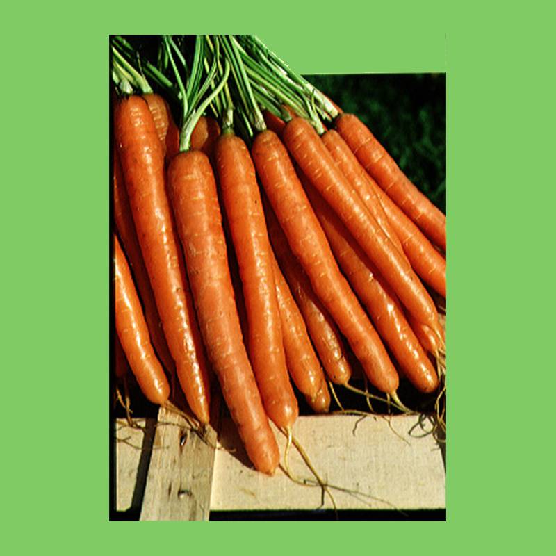 Promesse de Fleurs - Carotte Nantaise améliorée - Daucus carota le sachet de 3600 graines environ (5g)