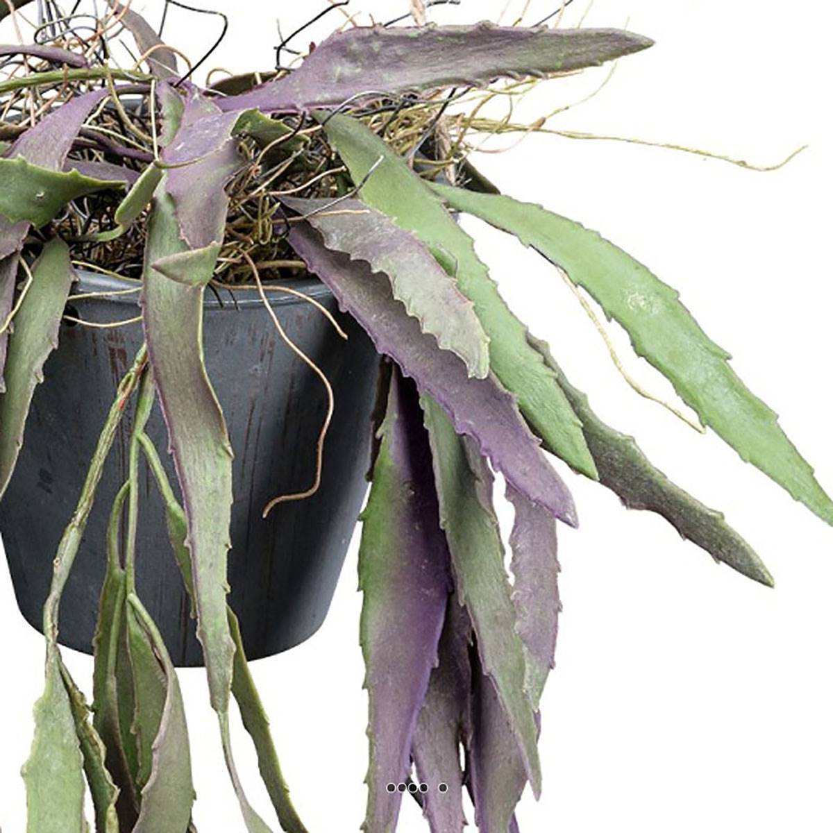 Artificielles - Rhipsalis fausse plante tombante en pot L 40 cm vert-rose - Image 3