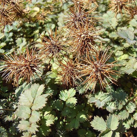 Acaena microphylla Dichte Matte - Lampourde à petites feuilles Godet de 8/9 cm
