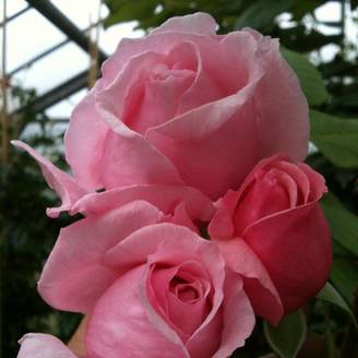 Rosier grimpant Climbing Max Kiss me Kate Pot de 4L/5L