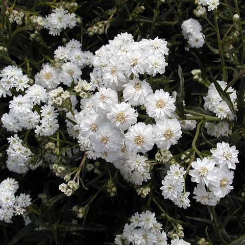 Promesse de Fleurs - Achillea ptarmica Boule de Neige - Bouton d'argent Pot de 2L/3L